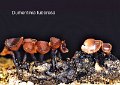 Dumontinia tuberosa-amf1982